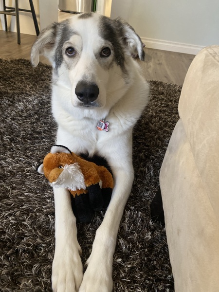 Bear