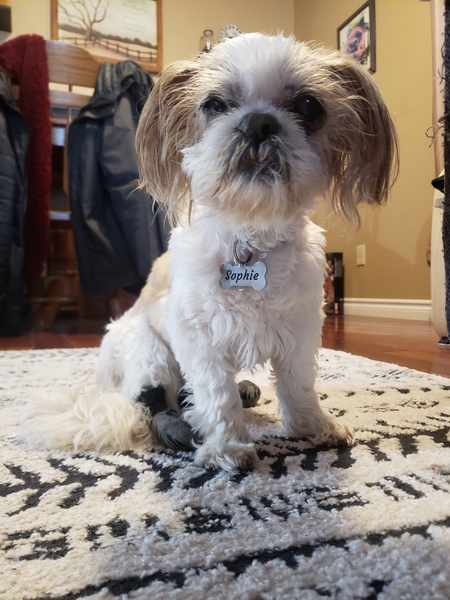 Sophie