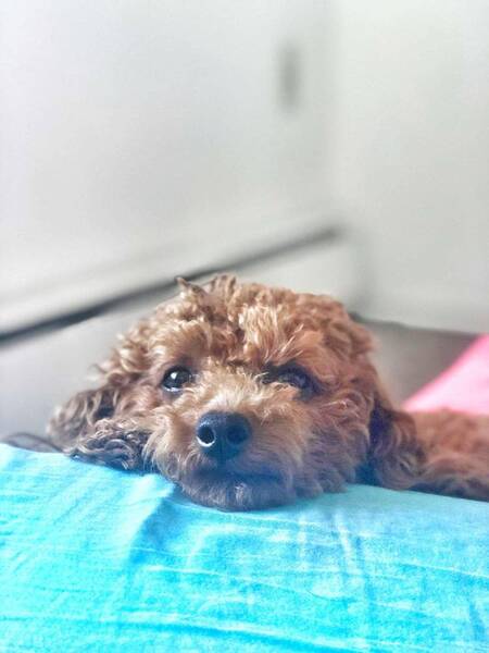 Rosie 