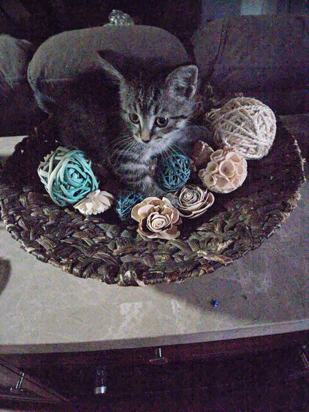 Stella