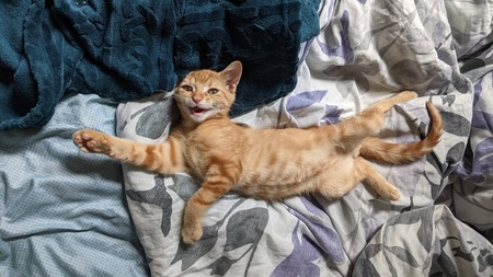 Reba