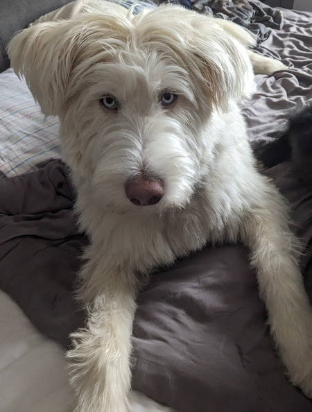Scottie