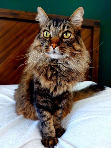Ollie  