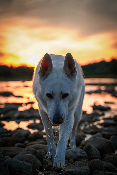 Loki