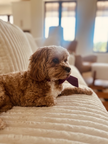 Penny