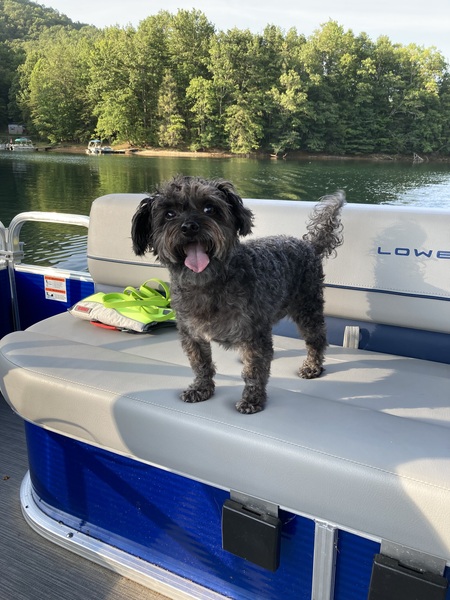 Gizmo