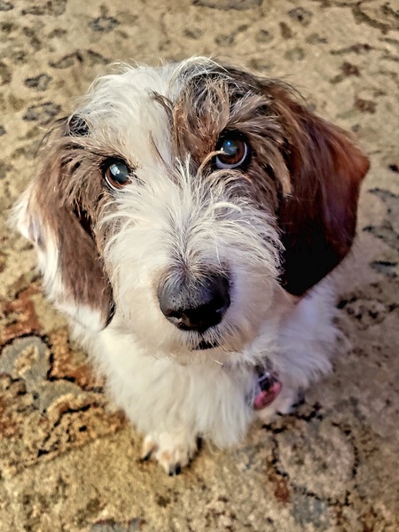 Jazzi