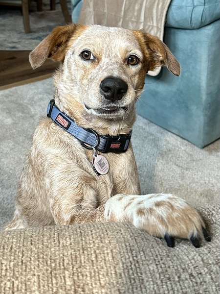 Arlo