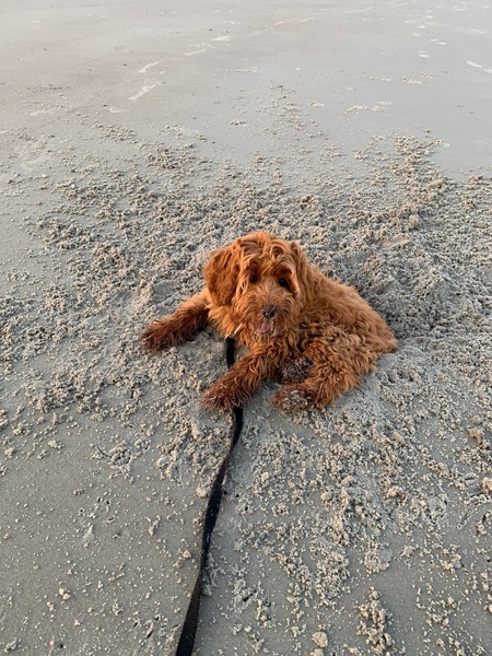 Taz