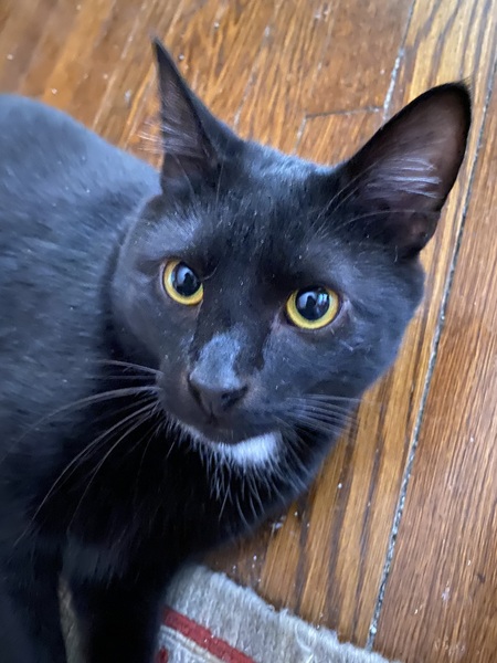 Ollie