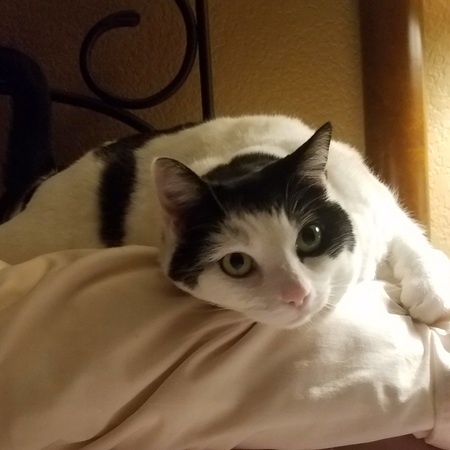 Domino