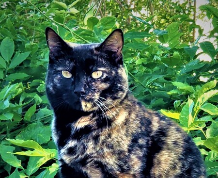 GiGi