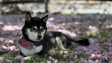 Darla