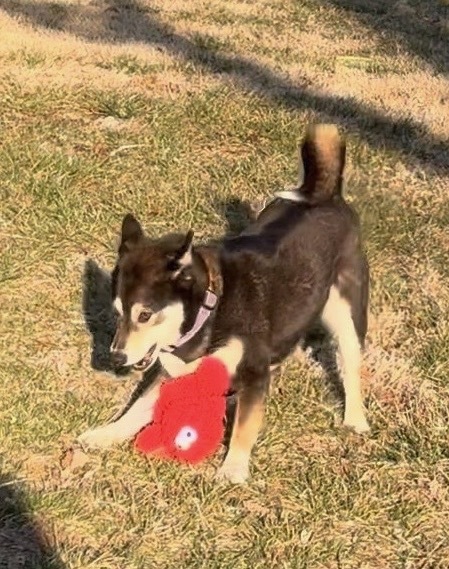 Darla