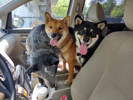Kenji, Koda, and honorary shiba Toji