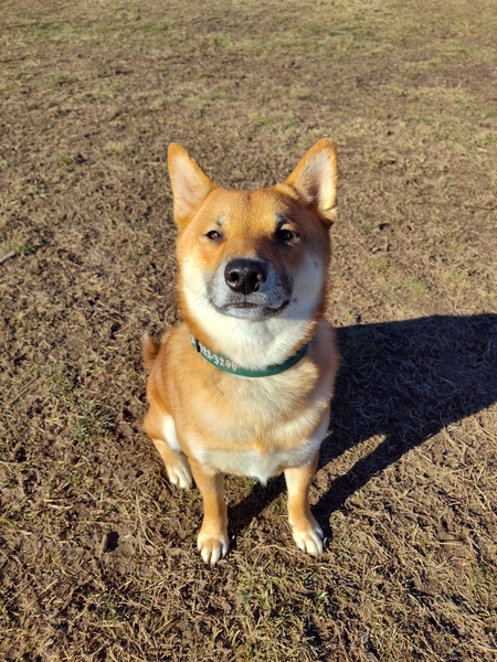 Koda