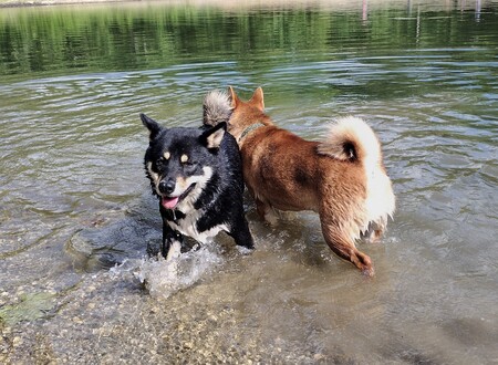 Kenji and Koda