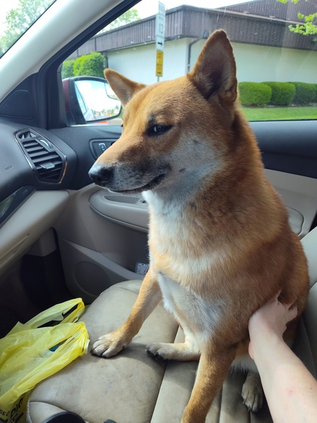 Koda