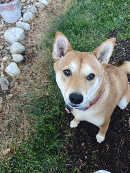 Emi