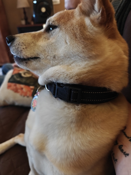 Rocko