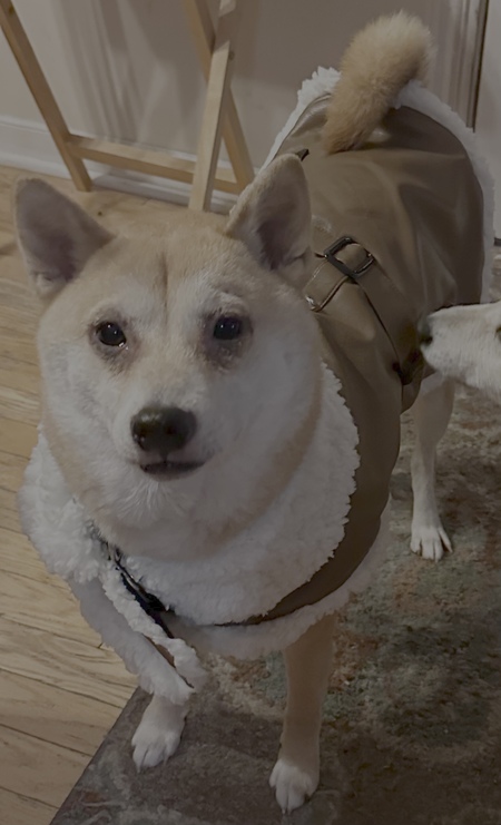 Arlo