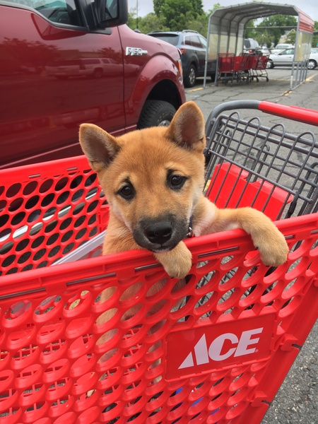 Yoshemite and his first trip to the hardware store