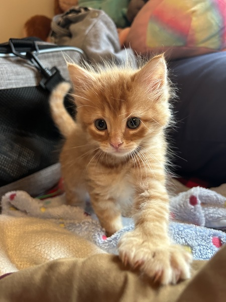 Teddy Toes