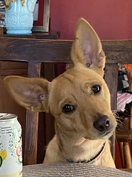 Tinkerbell 