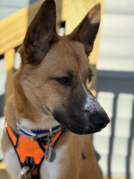 Scout