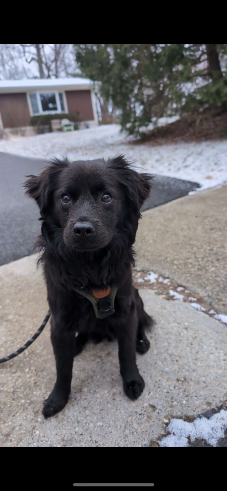 Ash