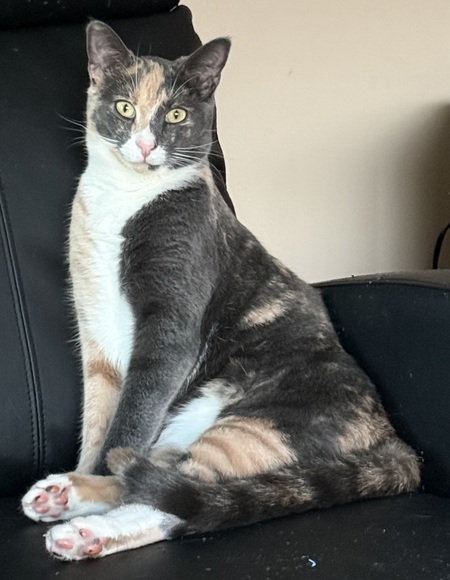 Harley (formerly Snickers)