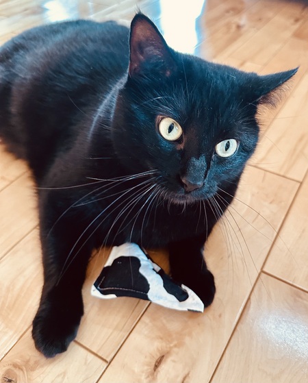 Coal