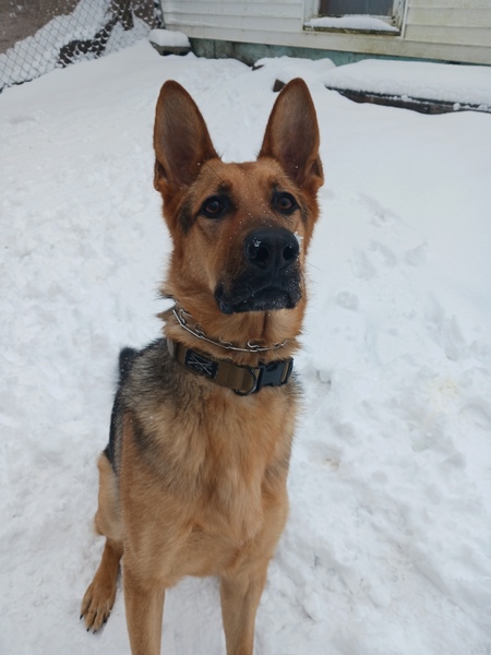 Hank