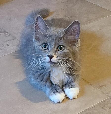 Gabby