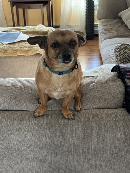 Louie