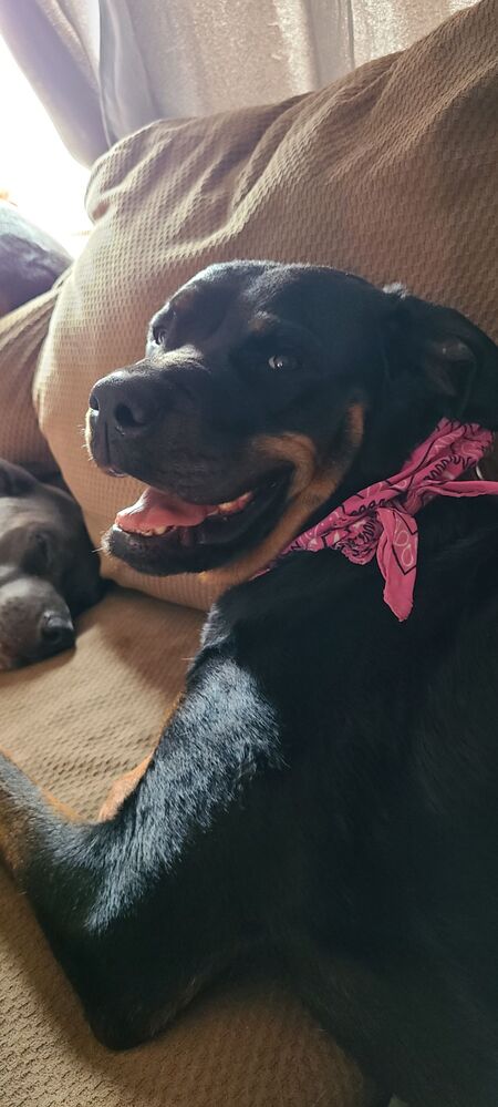 Daisy
