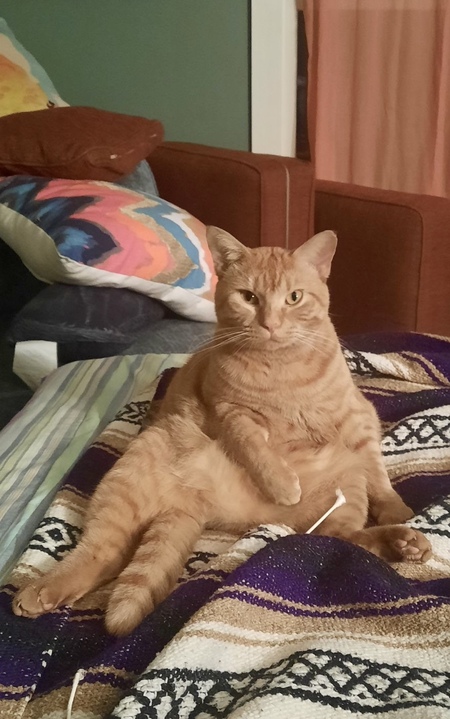 Mango