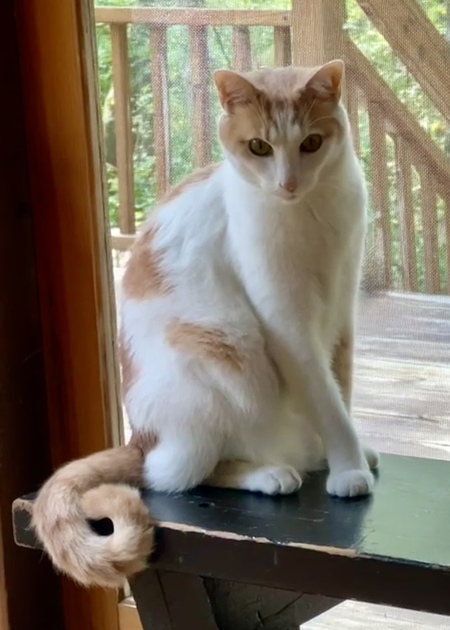 Orville (Spot) from Kittyhawk, littermate Wilbur (Willy)