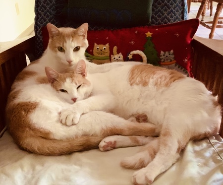 Wildcard Entry - Orville & Wilbur from Kittyhawk