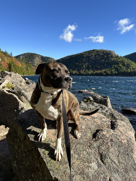 Koda