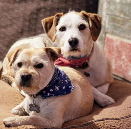 Ralphie and Squirrel