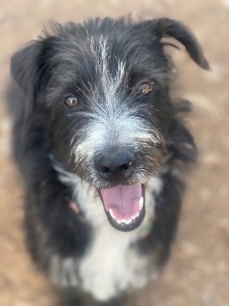 Kaibab