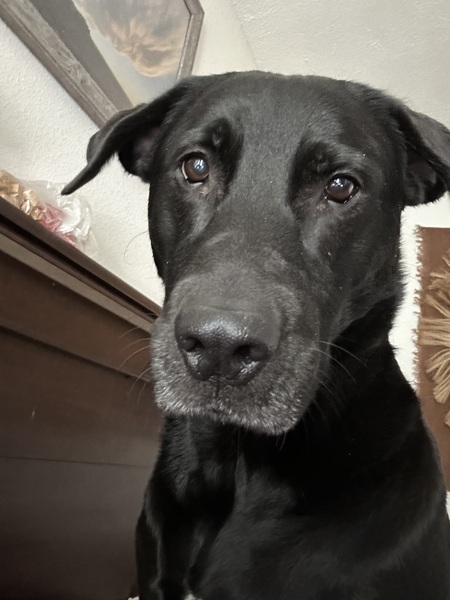 Shiloh