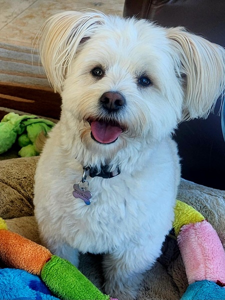 Miss Fancy Pants