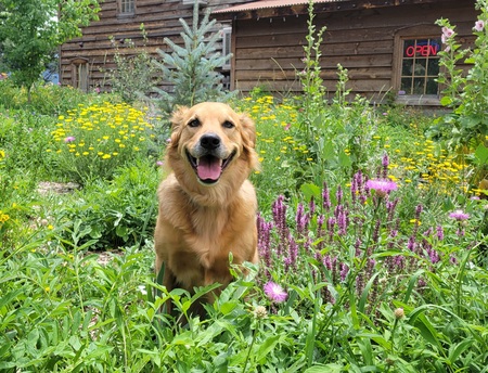 Wilma