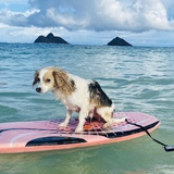 Entry image for Skippy 