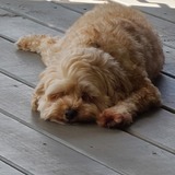 Entry image for Sid