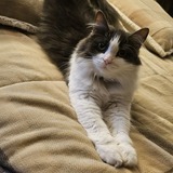Entry image for Fluffy Cat