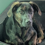 Entry image for Dusty 