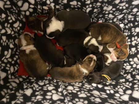 Violet puppies